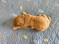 Purple Collar Standard Goldendoodle , a male Goldendoodle and Poodle - Standard  for sale in West Palm Beach, FL – 6 of 6