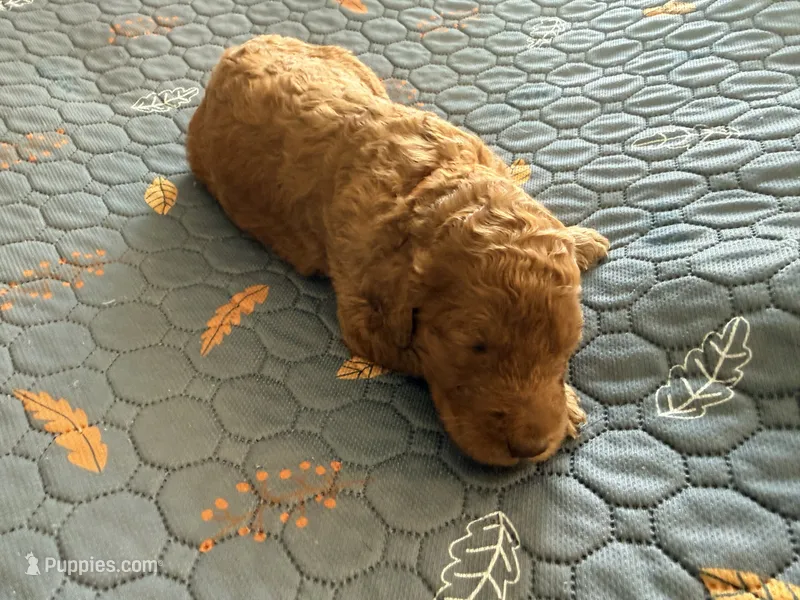 White Collar Medium Standard Goldendoodle  – Goldendoodle, Poodle - Standard  puppy for sale in West Palm Beach, FL