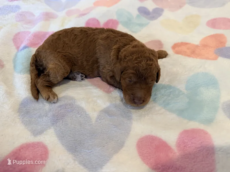 Orange Collar Medium Standard Goldendoodle  – Goldendoodle, Poodle - Standard  puppy for sale in West Palm Beach, FL