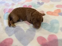 Orange Collar Standard Goldendoodle , a female Goldendoodle and Poodle - Standard  for sale in West Palm Beach, FL – 3 of 5