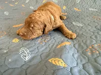 Gray Collar Standard Goldendoodle, a male Goldendoodle and Poodle - Standard  for sale in West Palm Beach, FL – 6 of 6