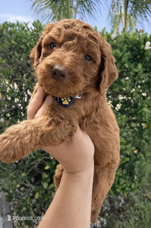 Gray Collar Standard Goldendoodle – Goldendoodle, Poodle - Standard  puppy for sale in West Palm Beach, FL