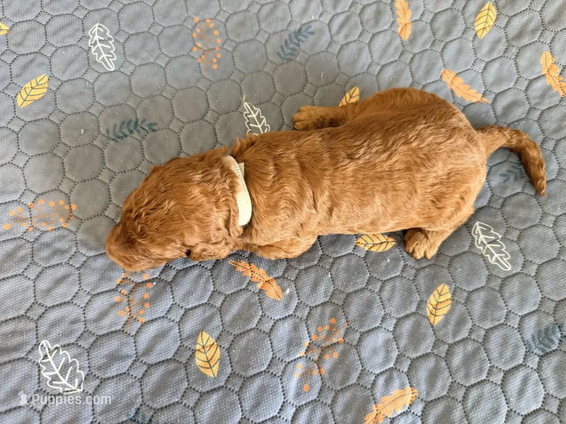 Gray Collar Medium Standard Goldendoodle – Goldendoodle, Poodle - Standard  puppy for sale in West Palm Beach, FL