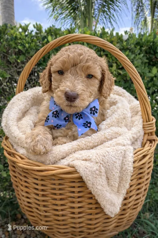 Blue Collar Standard Goldendoodle  – Goldendoodle, Poodle - Standard  puppy for sale in West Palm Beach, FL