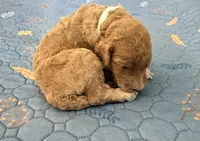 White Collar Standard Goldendoodle , a male Goldendoodle and Poodle - Standard  for sale in West Palm Beach, FL – 6 of 6