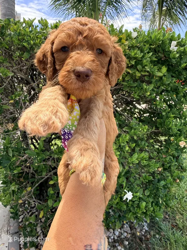 Purple Collar Standard Goldendoodle  – Goldendoodle, Poodle - Standard  puppy for sale in West Palm Beach, FL