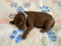 Gray Collar Medium Standard Goldendoodle, a male Goldendoodle and Poodle - Standard  for sale in West Palm Beach, FL – 1 of 1