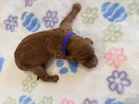Purple Collar Medium Standard Goldendoodle , a male Goldendoodle and Poodle - Standard  for sale in West Palm Beach, FL – 1 of 1