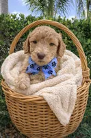 F1BB Standard Goldendoodle, a  Goldendoodle and Poodle - Standard  for sale in West Palm Beach, FL – 2 of 2
