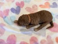 Orange Collar Standard Goldendoodle , a female Goldendoodle and Poodle - Standard  for sale in West Palm Beach, FL – 5 of 5
