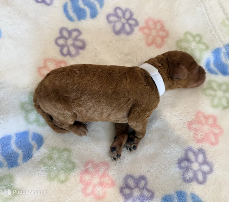 White Collar Medium Standard Goldendoodle  – Goldendoodle, Poodle - Standard  puppy for sale in West Palm Beach, FL