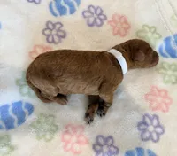 White Collar Medium Standard Goldendoodle , a male Goldendoodle and Poodle - Standard  for sale in West Palm Beach, FL – 1 of 1