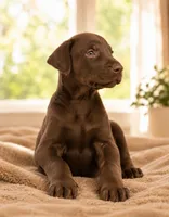 Perfection, a female Doberman Pinscher for sale in Homosassa, FL – 3 of 5