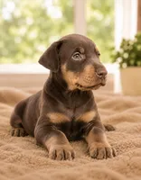 Perfection, a female Doberman Pinscher for sale in Homosassa, FL – 4 of 5
