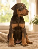 Perfection, a female Doberman Pinscher for sale in Homosassa, FL – 2 of 5