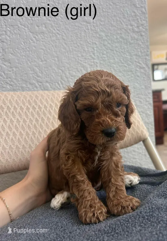 Marsh puppy 2 – Cockapoo puppy for sale in Folsom, CA