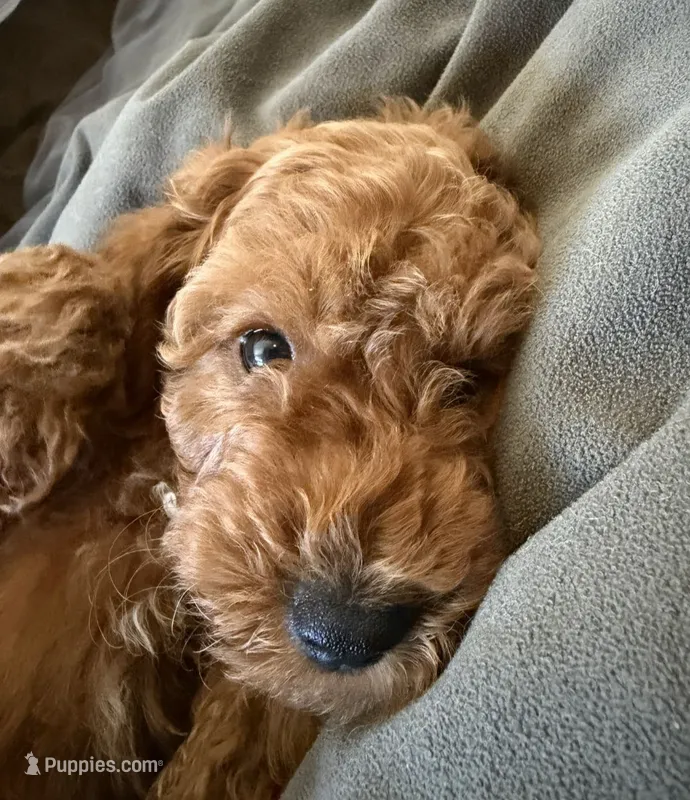 Marsh puppies – Cockapoo puppy for sale in Folsom, CA