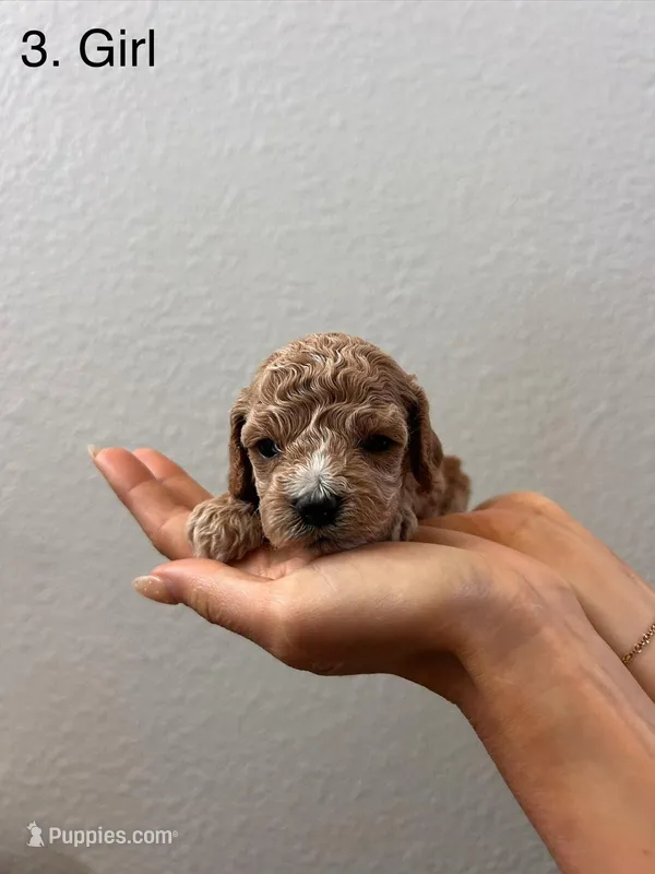 Peanut – Cockapoo puppy for sale in Folsom, CA