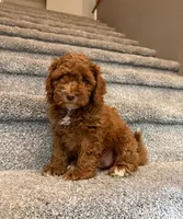 Brownie, a female Cockapoo for sale in Folsom, CA – 1 of 4