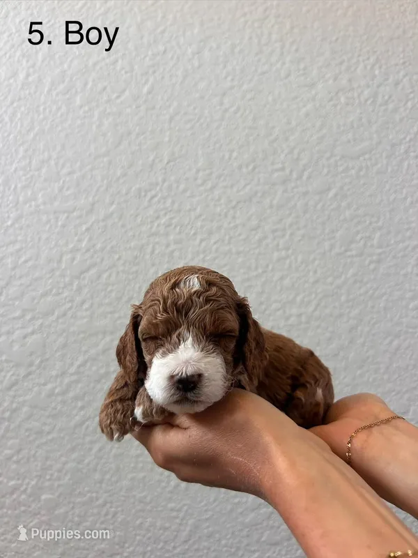 Bernard – Cockapoo puppy for sale in Folsom, CA
