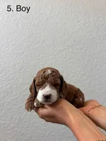 Bernard- The Man, a male Cockapoo for sale in Folsom, CA – 3 of 8