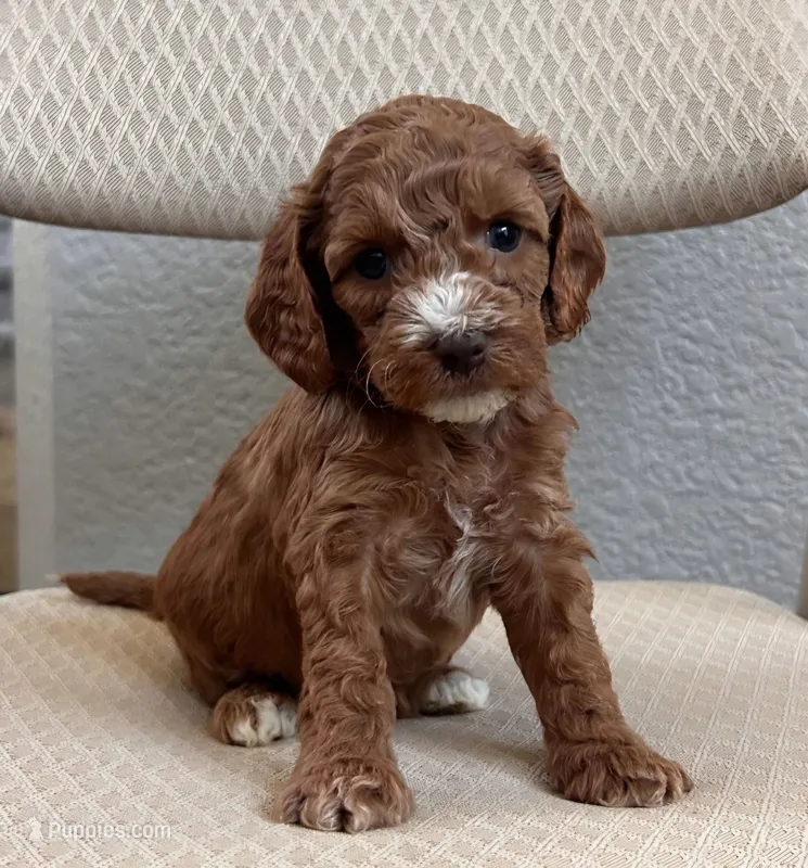 Nibbles – Cockapoo puppy for sale in Folsom, CA