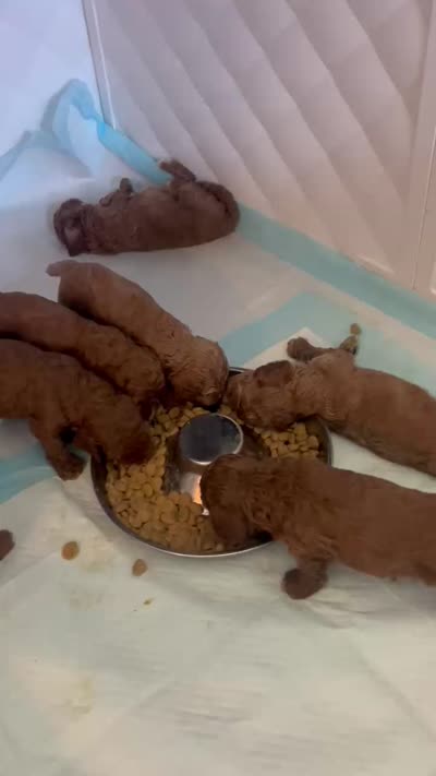 Bernard- The Man, a male Cockapoo for sale in Folsom, CA – 2 of 8