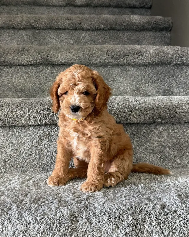 Peanut – Cockapoo puppy for sale in Folsom, CA