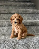 Peanut, a female Cockapoo for sale in Folsom, CA – 2 of 5