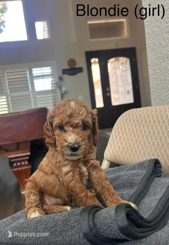 Marsh puppy 3 – Cockapoo puppy for sale in Folsom, CA