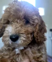 Honey, a female Cockapoo for sale in Folsom, CA – 1 of 8