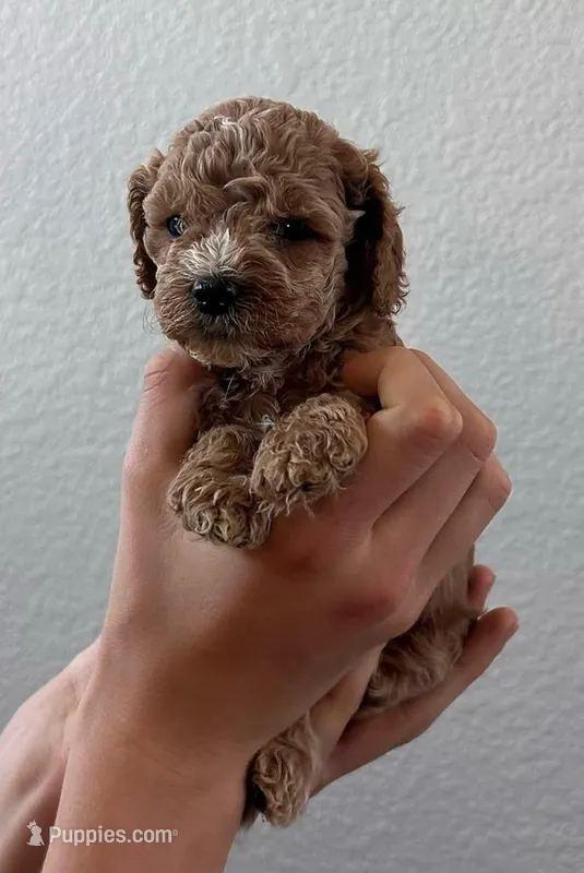 Peanut – Cockapoo puppy for sale in Folsom, CA