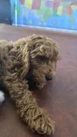 Brownie, a female Cockapoo for sale in Folsom, CA – 3 of 5