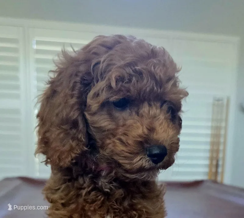 Coco – Cockapoo puppy for sale in Folsom, CA