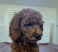 Brownie, a female Cockapoo for sale in Folsom, CA – 1 of 5