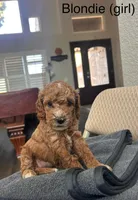 Marsh puppies, a female Cockapoo for sale in Folsom, CA – 5 of 9