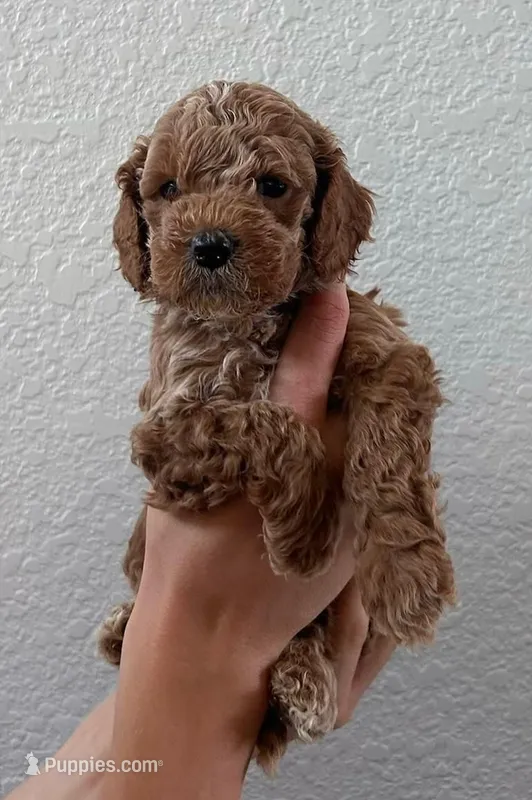 Marsh puppies – Cockapoo puppy for sale in Folsom, CA