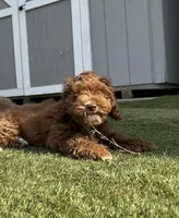 Brownie, a female Cockapoo for sale in Folsom, CA – 4 of 4