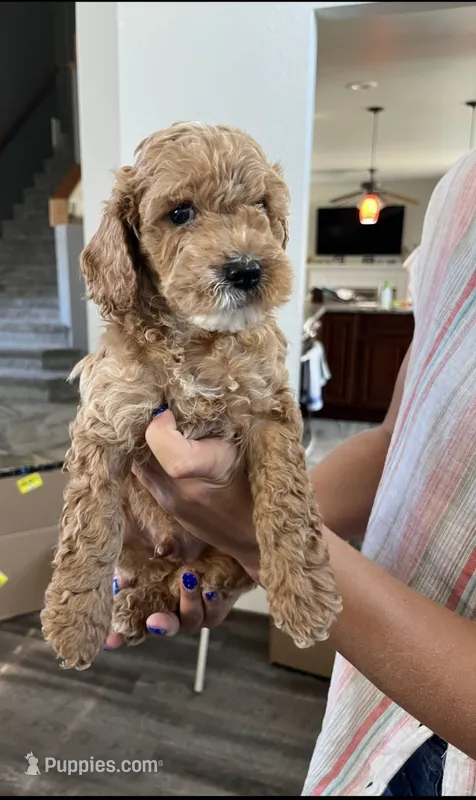 Peanut – Cockapoo puppy for sale in Folsom, CA