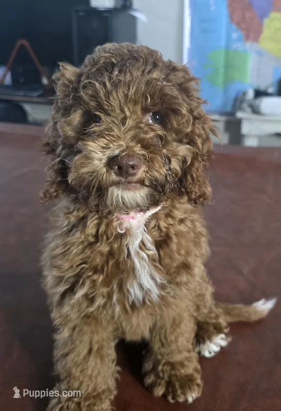 Brownie – Cockapoo puppy for sale in Folsom, CA