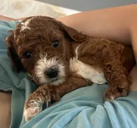 Marsh puppies, a female Cockapoo for sale in Folsom, CA – 9 of 9