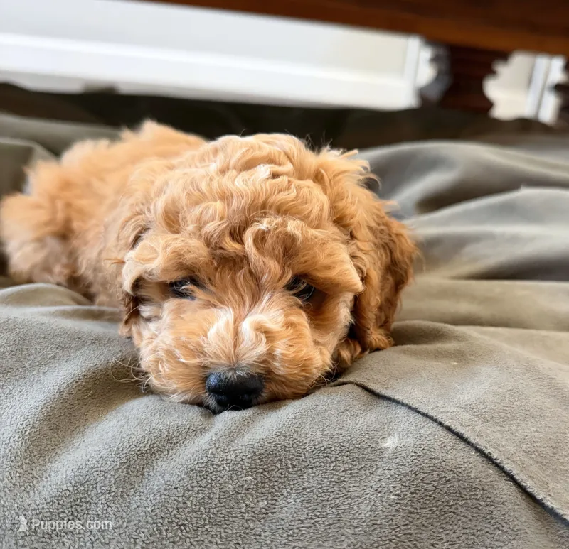 Peanut – Cockapoo puppy for sale in Folsom, CA