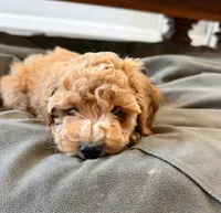 Peanut, a female Cockapoo for sale in Folsom, CA – 1 of 5