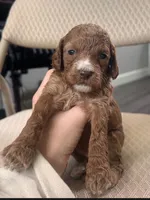 Nibbles, a female Cockapoo for sale in Folsom, CA – 1 of 2