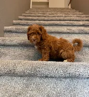 Trooper, a female Cockapoo for sale in Folsom, CA – 2 of 4