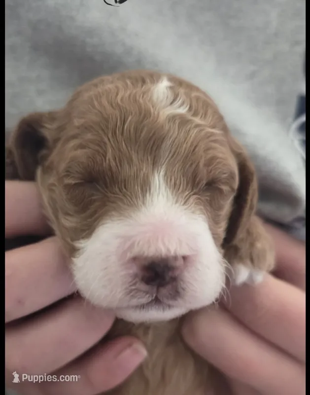 Bernard – Cockapoo puppy for sale in Folsom, CA