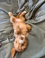 Nibbles- sweetest girl ❤️, a female Cockapoo for sale in Folsom, CA – 2 of 5