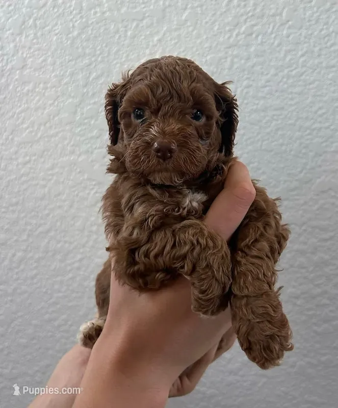 Brownie – Cockapoo puppy for sale in Folsom, CA