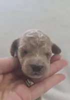 Peanut, a female Cockapoo for sale in Folsom, CA – 2 of 2