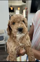 Marsh puppies, a female Cockapoo for sale in Folsom, CA – 7 of 9
